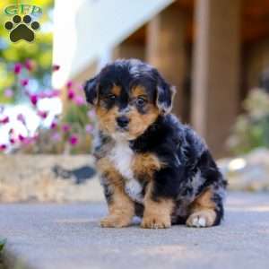Bam Bam, Yorkie Poo Puppy